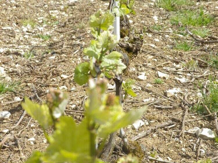 Пансион La Colline Aux Fustes