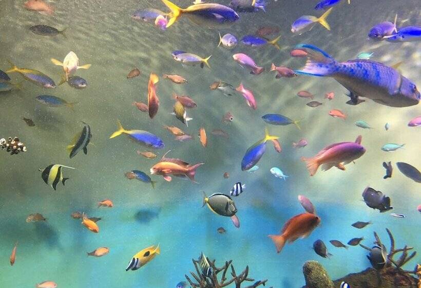 膳宿费 Miyajima Machiya Hotel Shiomachi An