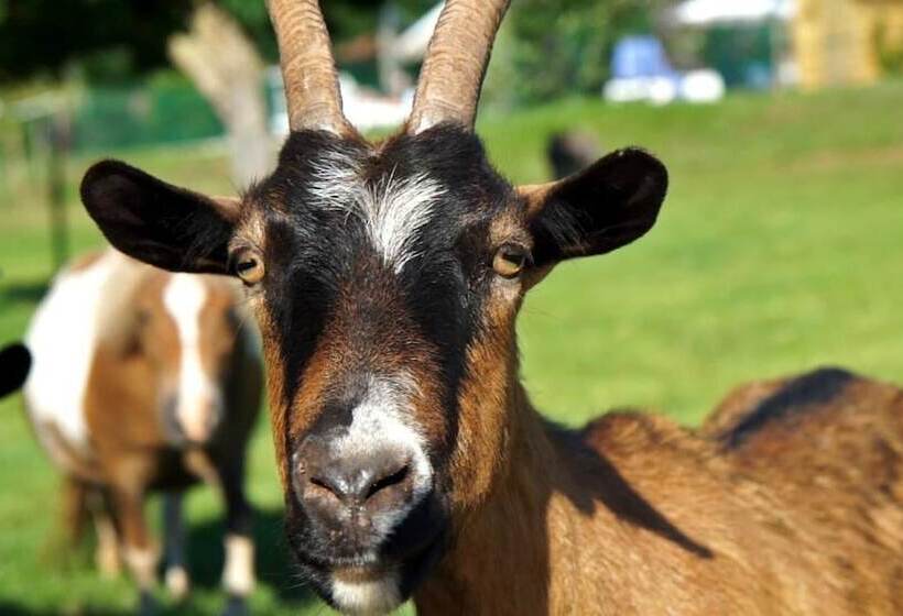 אתר נופש Le Hameau Des Genets