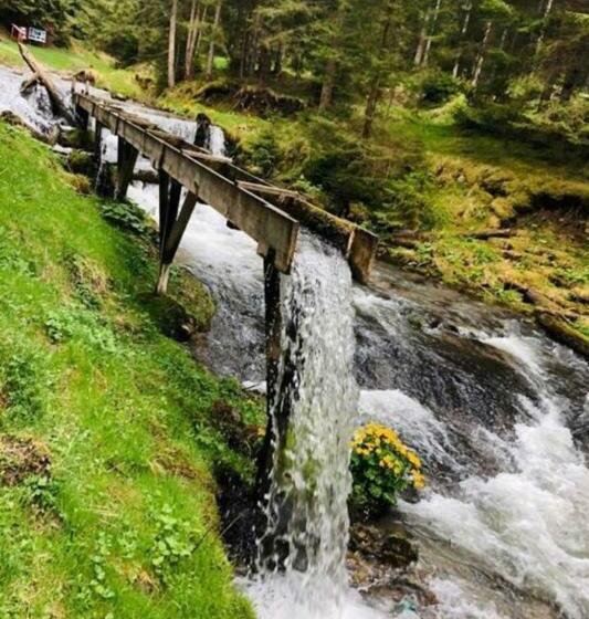 호텔 Pensiunea Trei Lalele