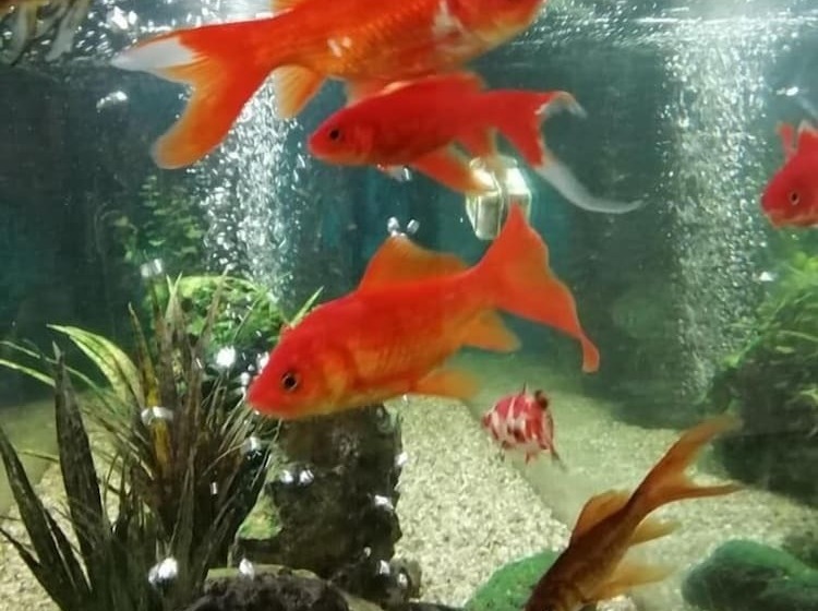 ホテル Costa De Prata 2 & Spa