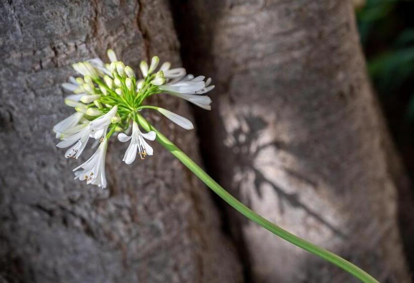 בית מלון כפרי Agroturismo Son Siurana
