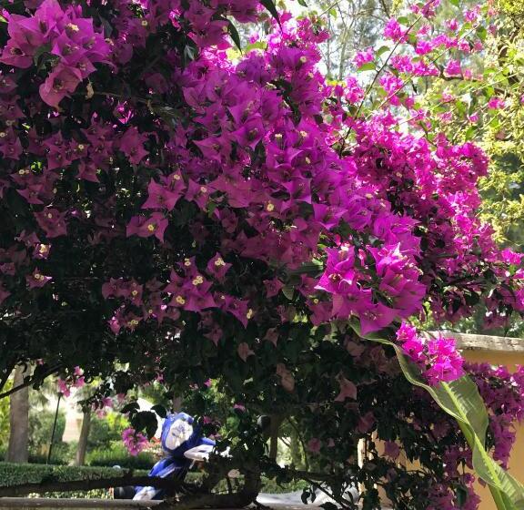 בית מלון כפרי Nar Apart