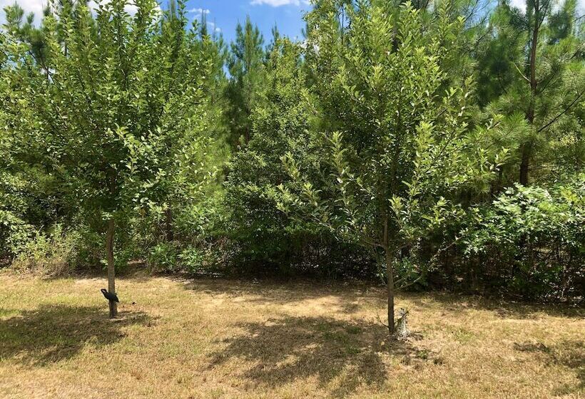 ベッドアンドブレックファースト Temple In The Woods