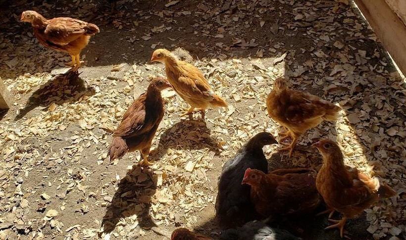 فندق Sassy Springs Retreat