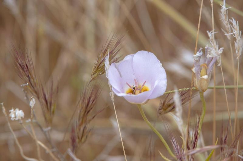 ホテル Zion Wildflower