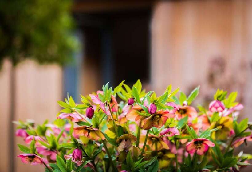 ベッドアンドブレックファースト The Room In The Garden