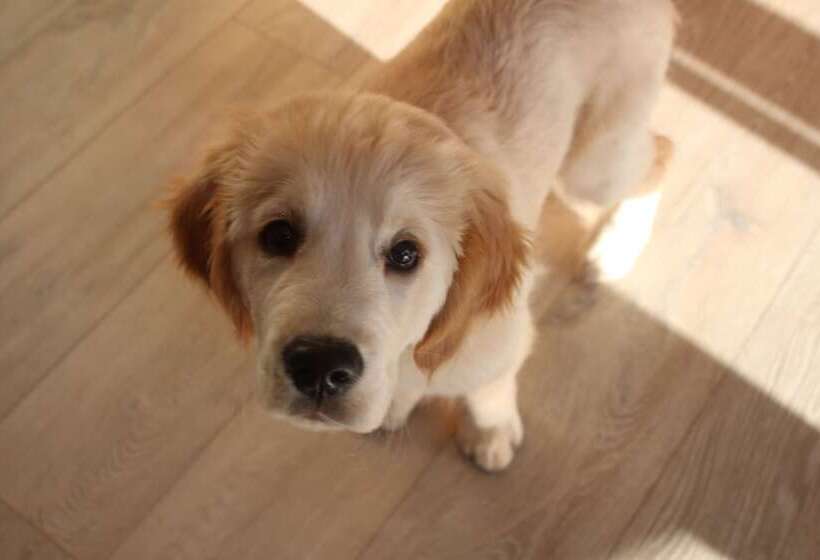 Bed and Breakfast The Swallows