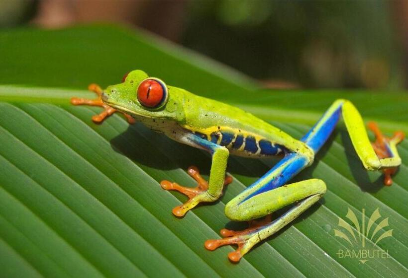 ホテル Bambutel Cocles