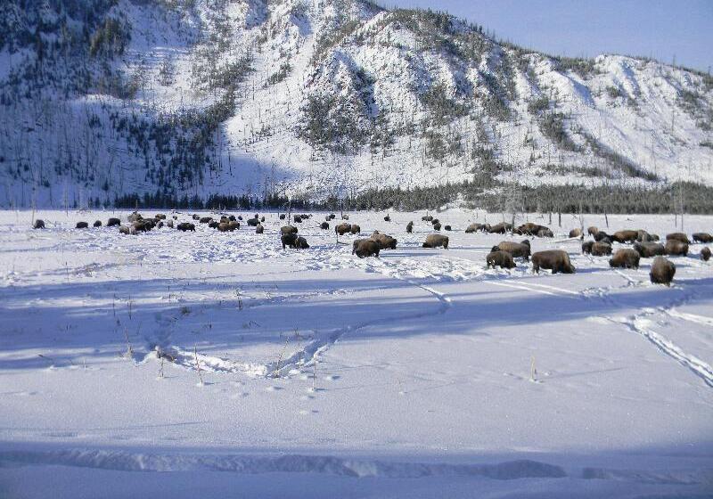 فندق Holiday Inn West Yellowstone, An Ihg