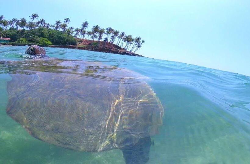 膳宿费 Coconut Reach