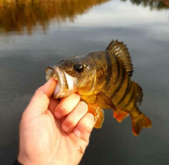 Pensiunea Alessia Murighiol