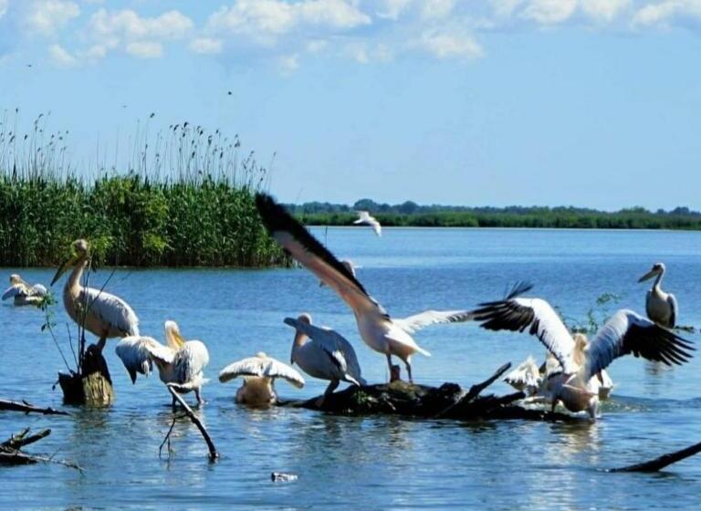 Pensiunea Alessia Murighiol