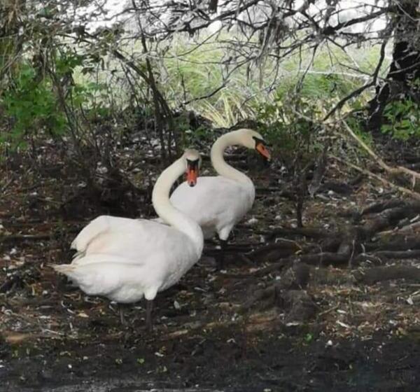 Pensiunea Alessia Murighiol