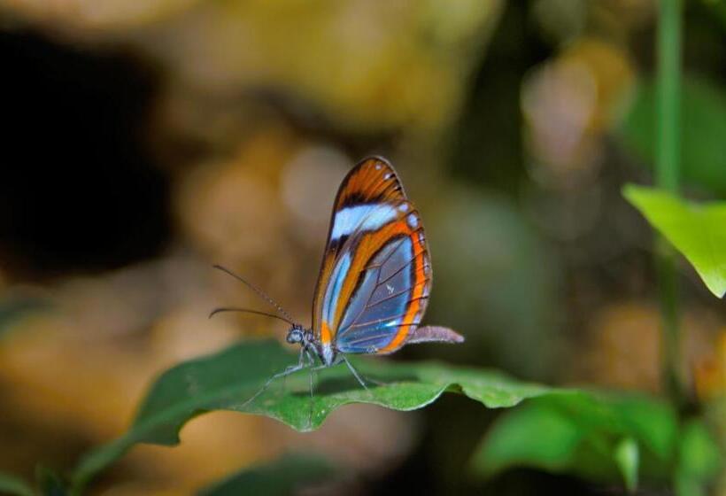 Nafre House B&b Monteverde