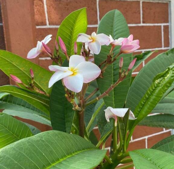 بنسيون My Home Resort