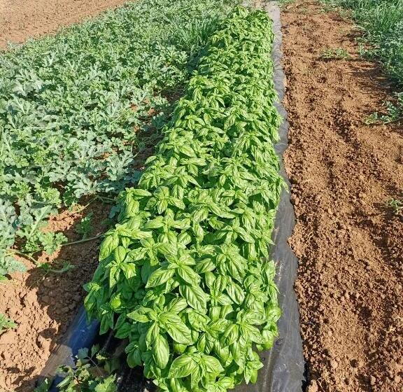 Отель Agriturismo Il Cipresso