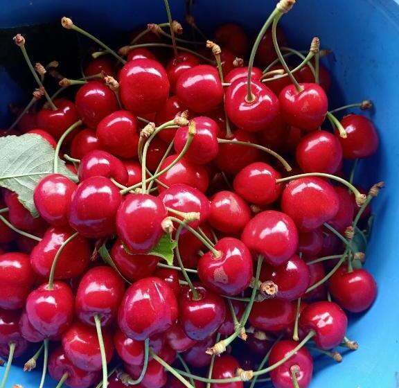 Отель Agriturismo Il Cipresso