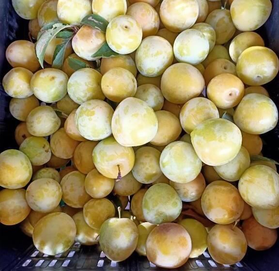 Отель Agriturismo Il Cipresso