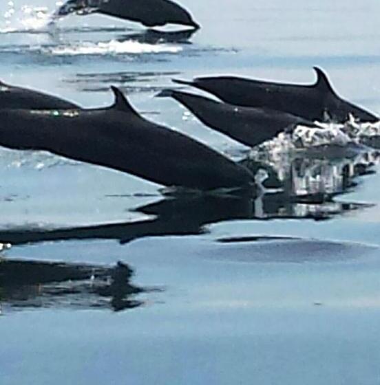 هتل Cabinas Jimenez