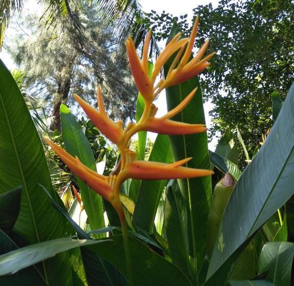 Отель Hikkaduwa Blue Ocean