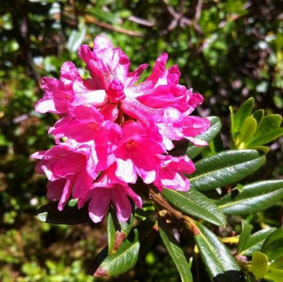 פנסיון Gästehaus Eberl   Rita