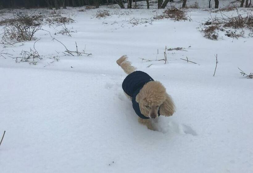 膳宿费 The Rufus House