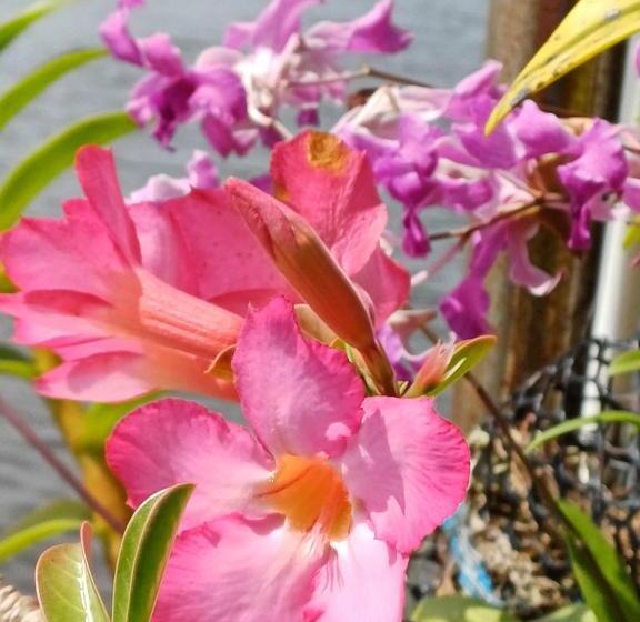 פנסיון Villa River View