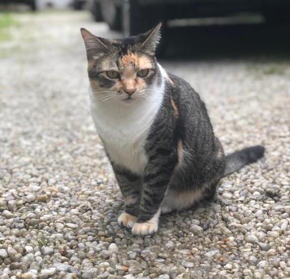 膳宿费 Viva Brasil Pousada