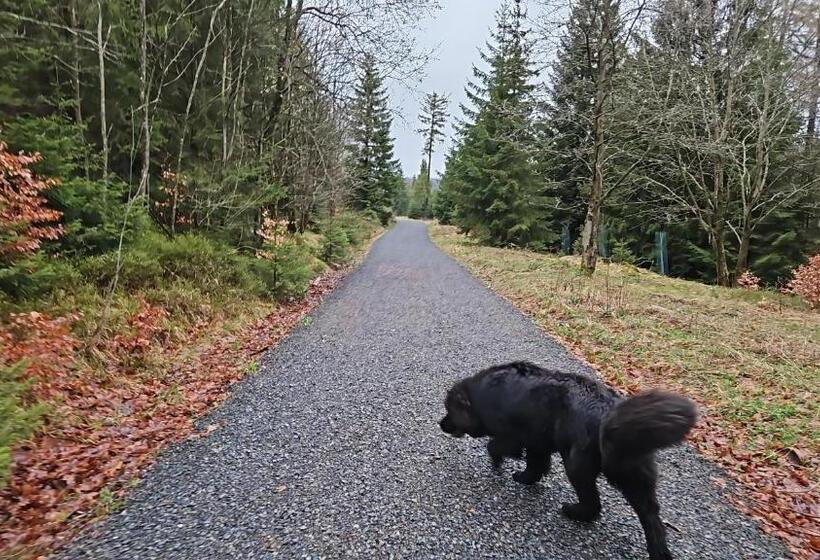 Pension Haus Am Wald