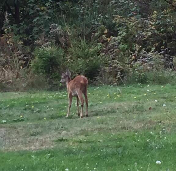 Pension Haus Am Wald