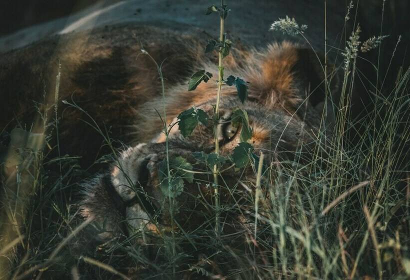 ホテル Klaserie Sands Safari Trails