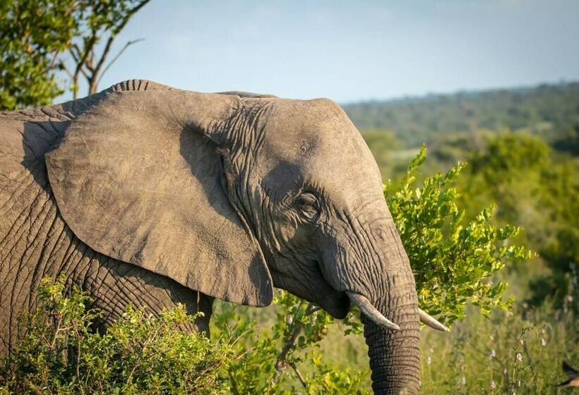 ホテル Klaserie Sands Safari Trails