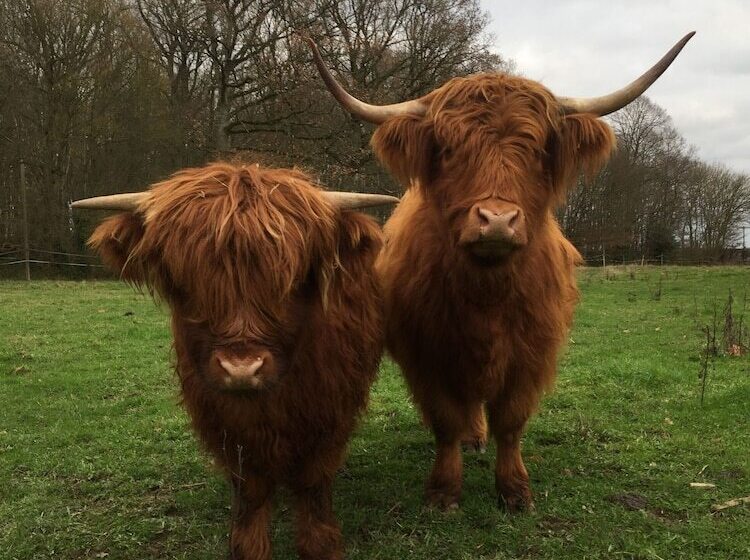 膳宿费 Rouge Maison