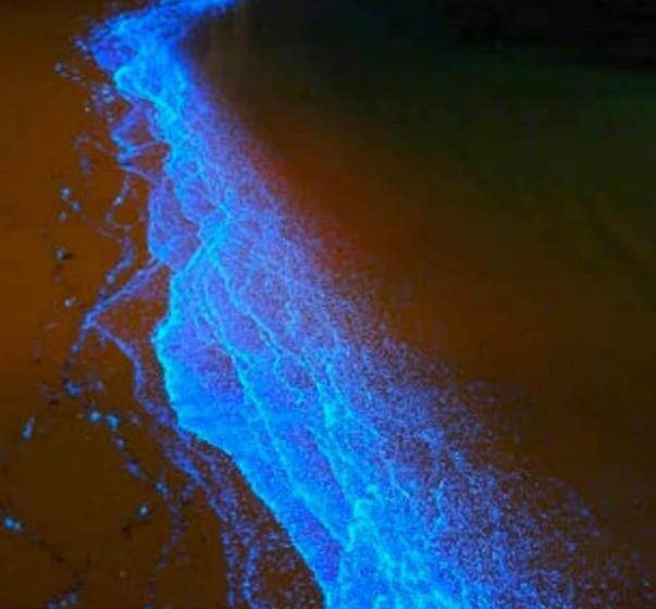 펜션 His Grace Sea View Cottages   Private Beach At Malpe