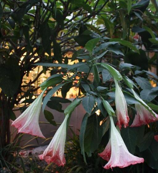 Allegra Dalila Casa Hotel Arte