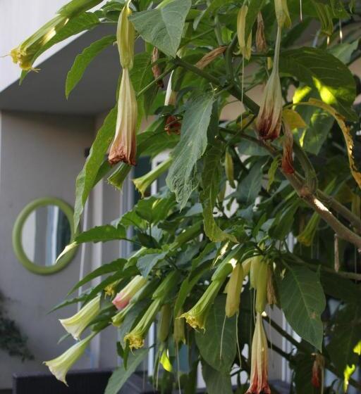 Allegra Dalila Casa Hotel Arte