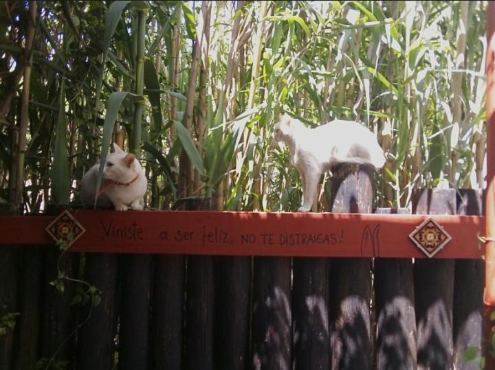 Bed and Breakfast La Máquina Del Tiempo