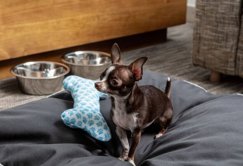 فندق Element By Westin Orlando International Drive