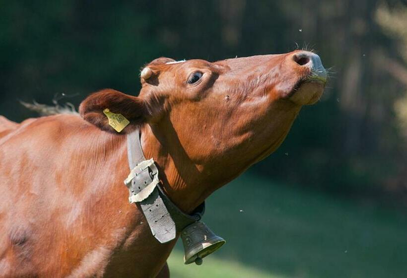 ホテル Wachingerhof