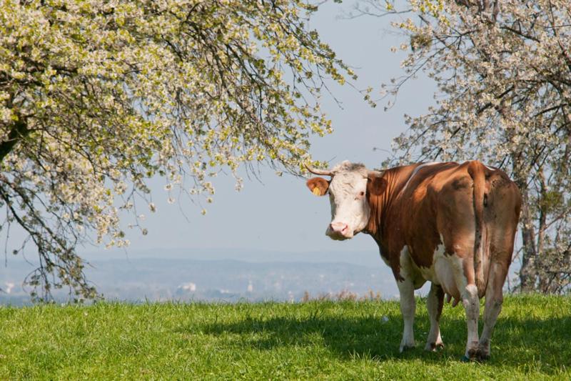 ホテル Wachingerhof