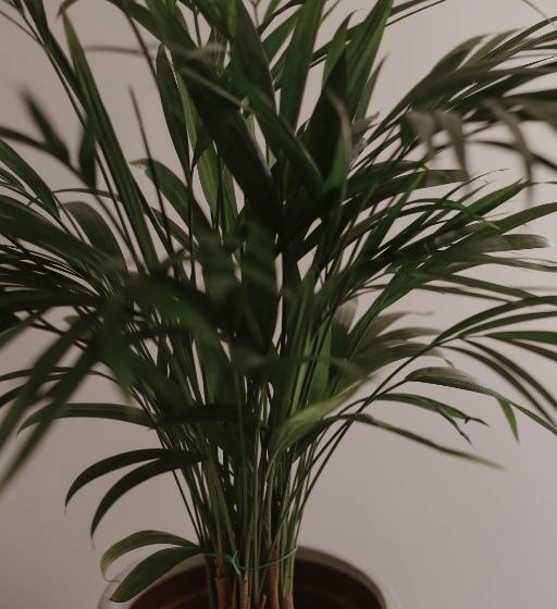 بنسيون Villa Rose Guesthouse & Venue