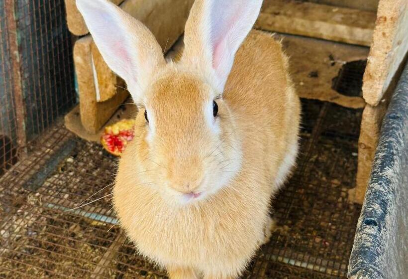 Курорт Celebi Garden Hotel Cittaslow Retreat