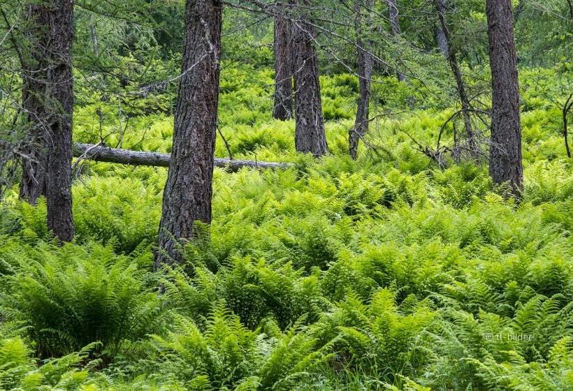 旅馆 Gasthof Trausberg