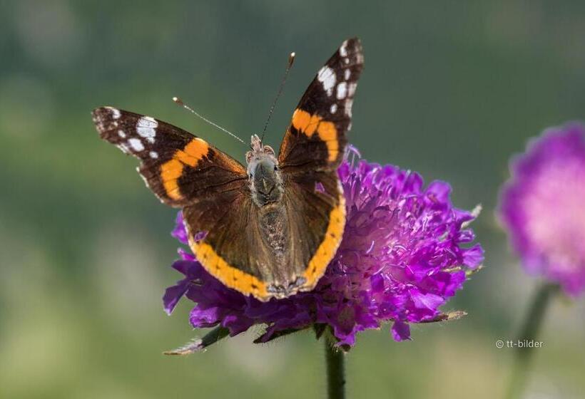 旅馆 Gasthof Trausberg