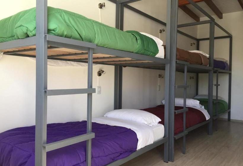 فندق صغير Roots Backpackers