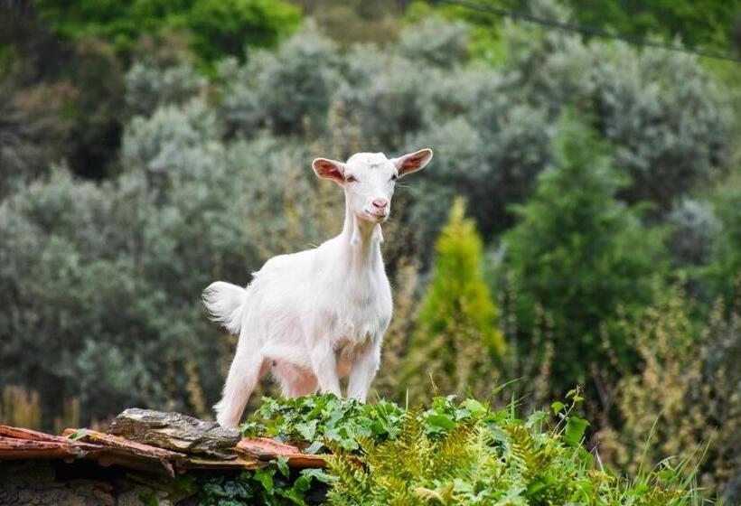 ベッドアンドブレックファースト Casa Nas Serras