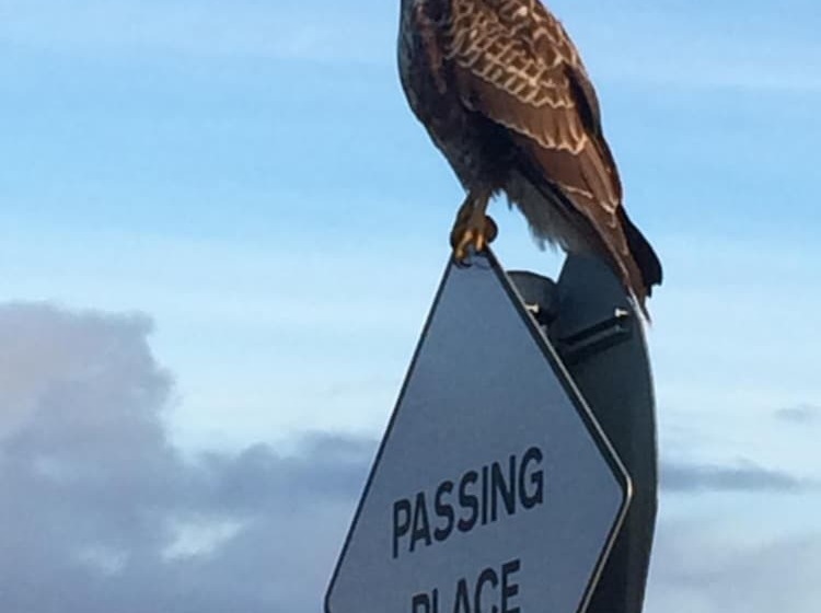 Bed and Breakfast Glendale View