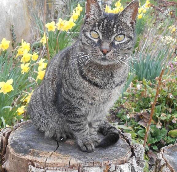 צימר Le Relais Du Grand Logis