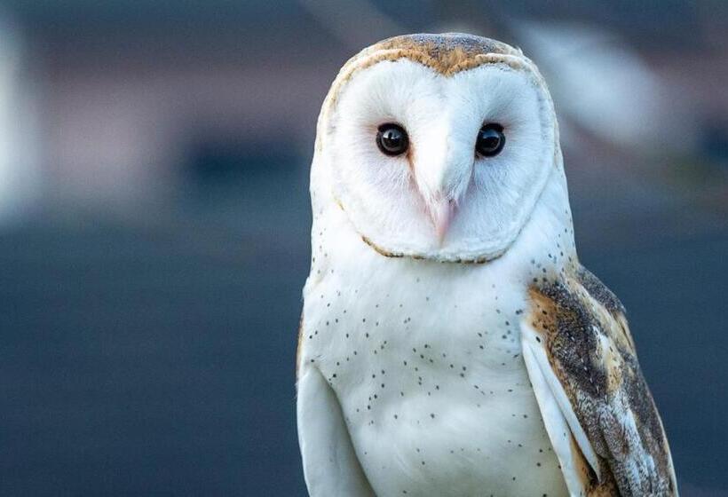 Estribo Hotel Estancia